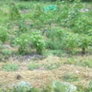 Meet your Posher, Eve